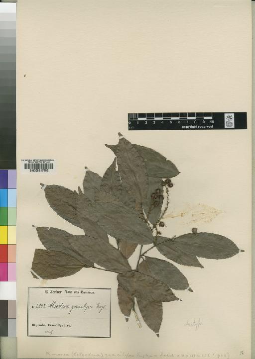 Rinorea angustifolia subsp. engleriana Grey-Wilson - BM000617792
