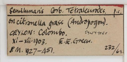 Crescentaleyrodes semilunaris Corbett, 1926 - 013500270_additional