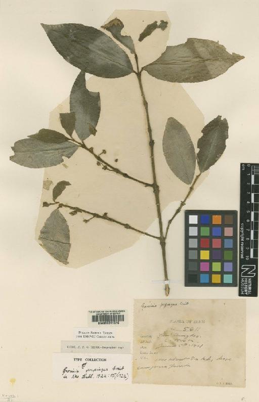 Garcinia propinqua Craib - BM000611616
