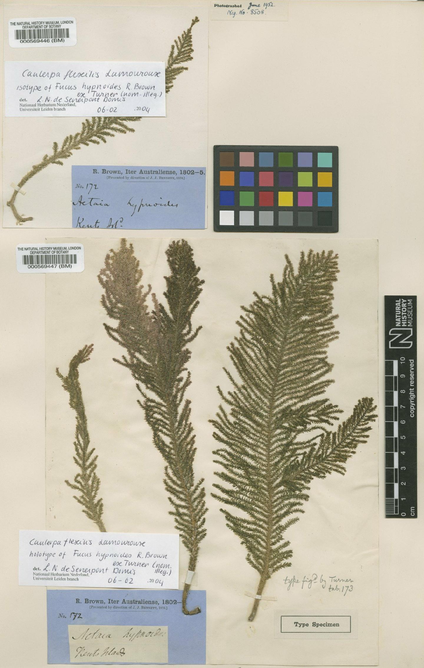 To NHMUK collection (Caulerpa flexilis J.V.Lamour. ex C.Agardh; Isotype; NHMUK:ecatalogue:4829933)