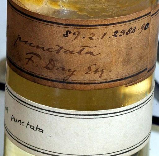 Ailia punctata (Day, 1872) - 1889.2.1.2588; Ailiichthys punctata; image of jar label; ACSI project image