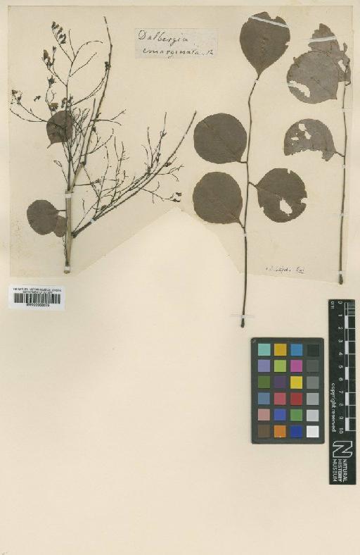 Dalbergia latifolia Roxb. - BM000958675