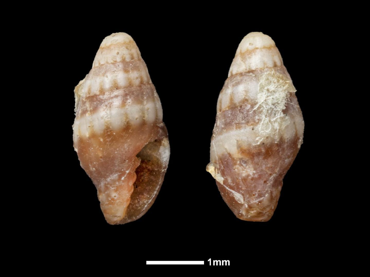 To NHMUK collection (Mitra albocincta C. B. Adams, 1845; SYNTYPE(S); NHMUK:ecatalogue:7139024)