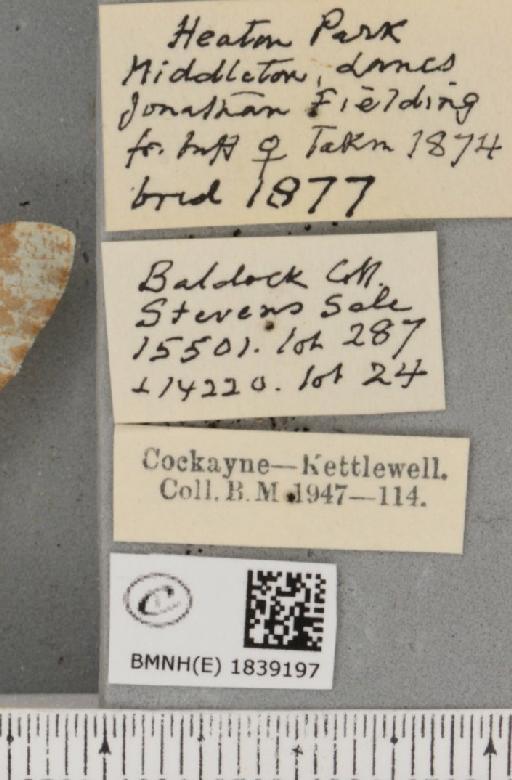 Biston betularia ab. lomasaria Cottam, 1923 - BMNHE_1839197_label_413049