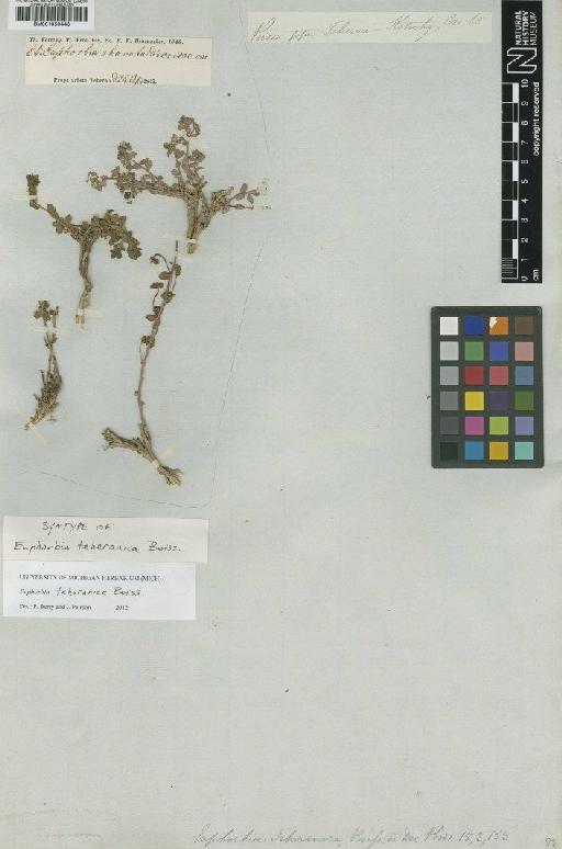 Euphorbia teheranica Boiss. - BM001050448