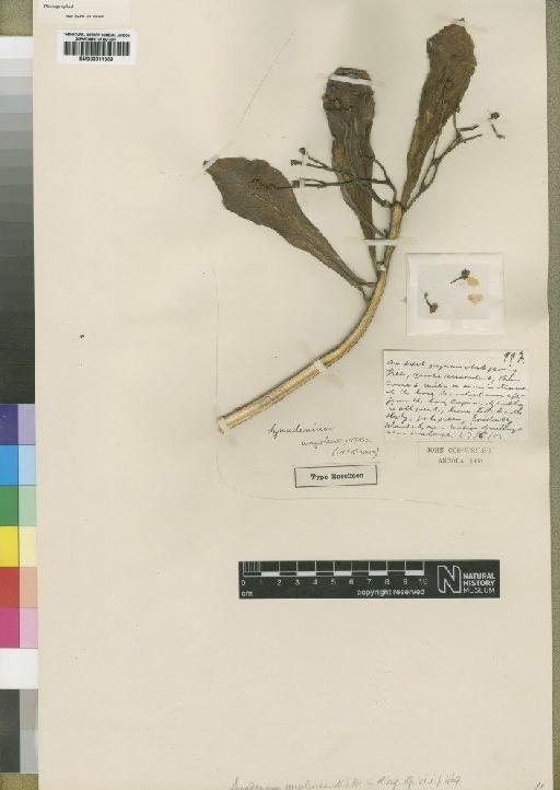 Synadenium angolense N.E.Br. - BM000911309