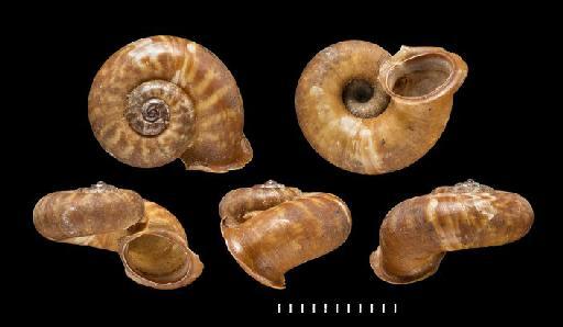 Rhiostoma gwendolenae Godwin-Austen, 1889 - 1889.12.7.9, HOLOTYPE, Rhisostoma gwendolenae Godwin-Austen, 1889