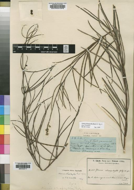 Ozoroa stenophylla (Engl. & Gilg) R.Fern. & A.Fern. - BM000843717