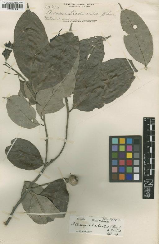 Lithocarpus bicoloratus (Elmer) A.Camus - BM000951948