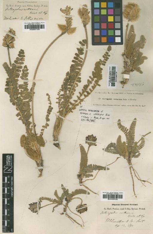 Astragalus cretaceus Boiss. & Kotschy - BM000997323