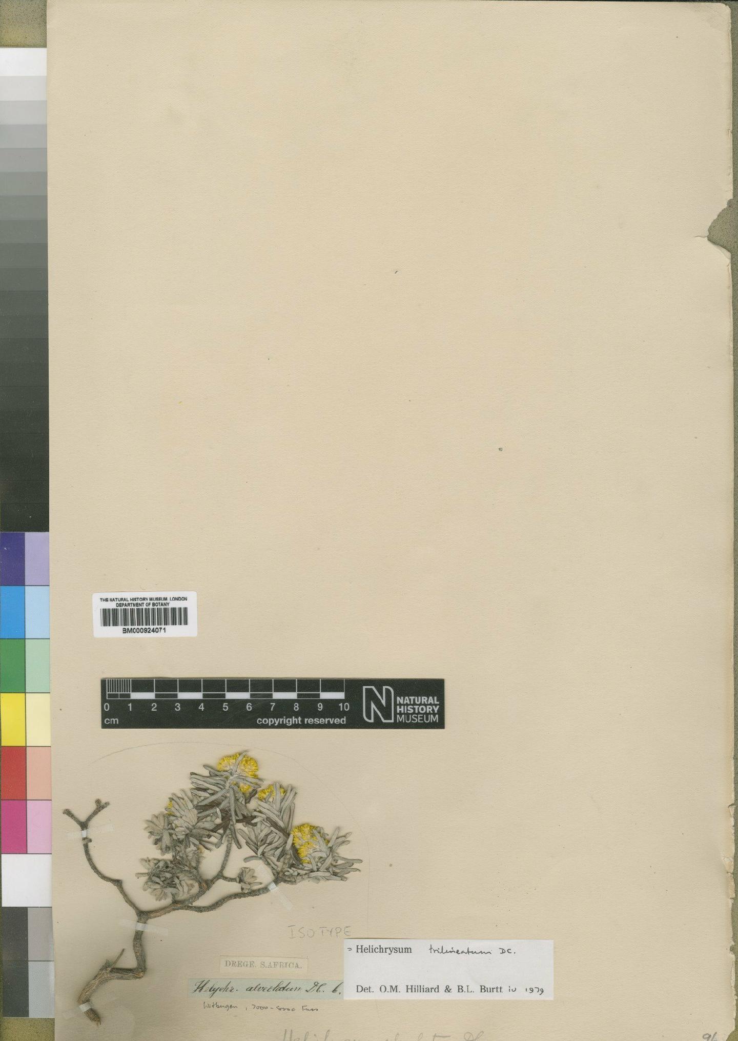 To NHMUK collection (Helichrysum trilineatum DC.; Isotype; NHMUK:ecatalogue:4529099)