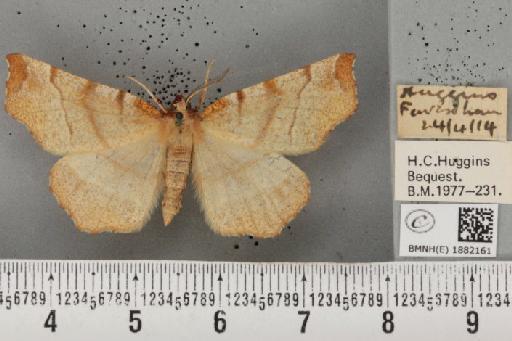 Selenia dentaria (Fabricius, 1775) - BMNHE_1882161_447610