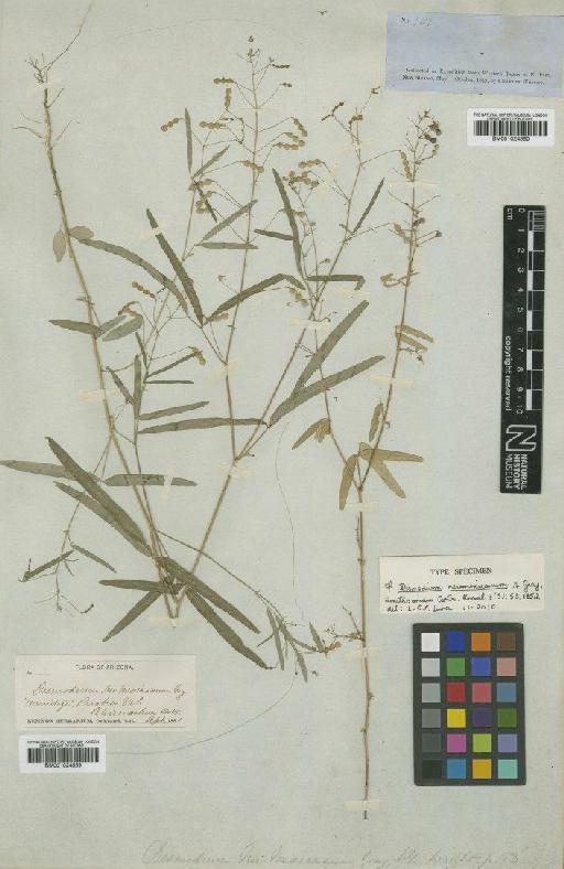 Desmodium neomexicanum A.Gray - BM001024559