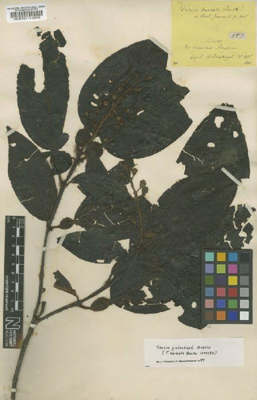 Tococa guianensis Aubl. - BM000570774