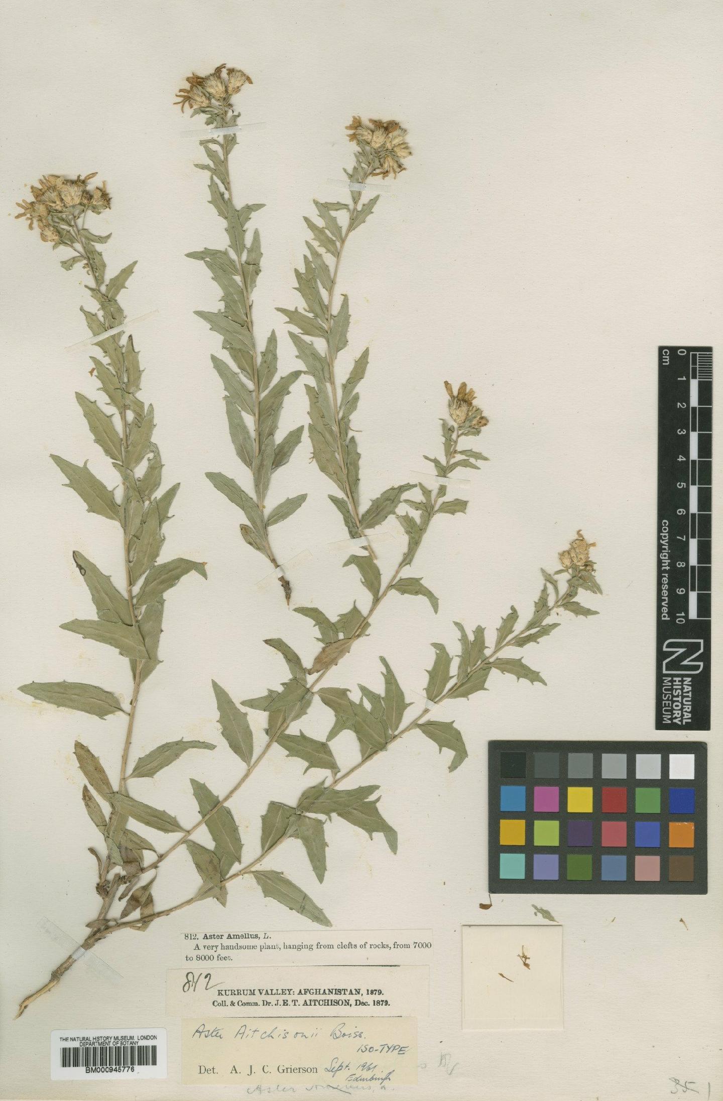 To NHMUK collection (Aster aitchisonii Boiss.; Isotype; NHMUK:ecatalogue:472115)