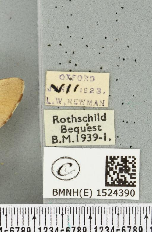 Malacosoma neustria ab. cervina-confluens Tutt, 1900 - BMNHE_1524390_label_190872