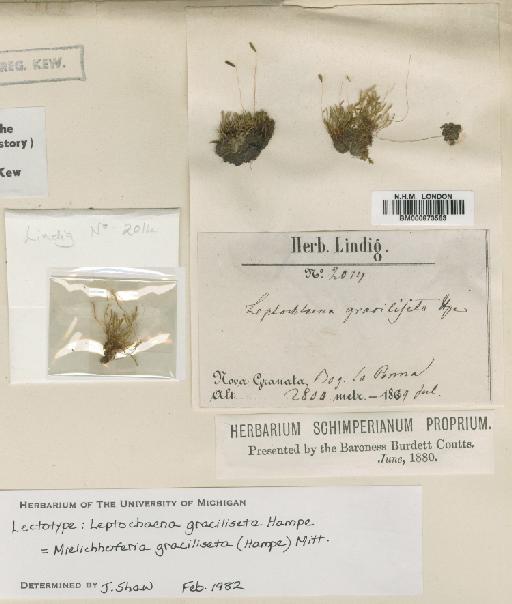Mielichhoferia graciliseta (Hampe) Mitt. - BM000873563