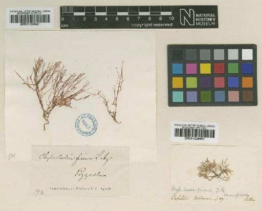 Lomentaria firma (J.Agardh) Falkenb. - BM001039552