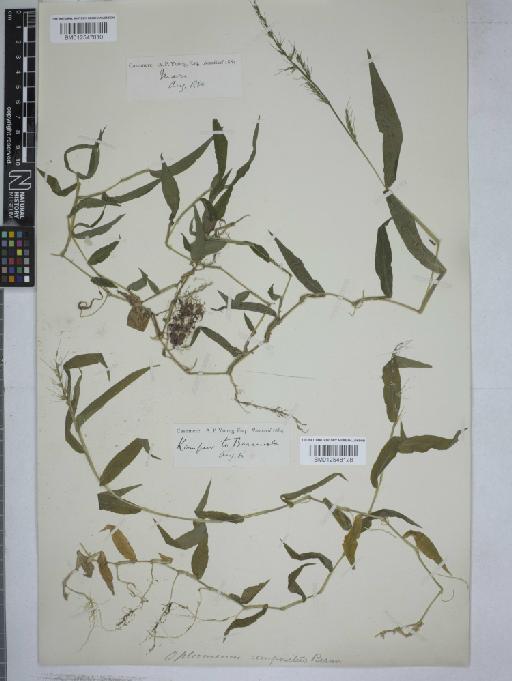Oplismenus compositus (L.) P.Beauv. - 012547810