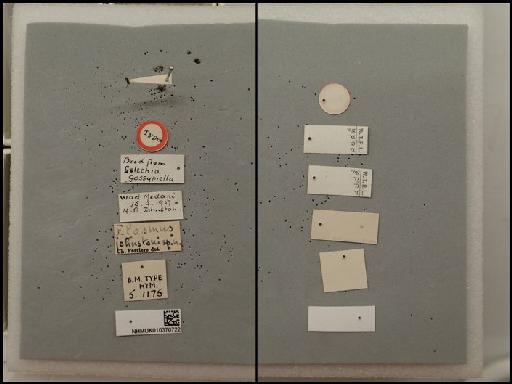 Elasmus johnstoni Ferriere, 1929 - Elasmus johnstoni_010370722_ST_5.1175_F_labels.JPG