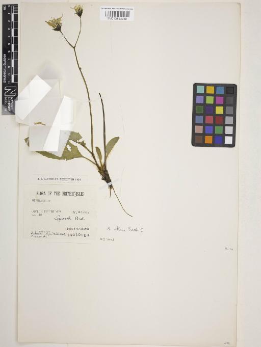 Hieracium nitidum Backh.f. - 013863080_cap