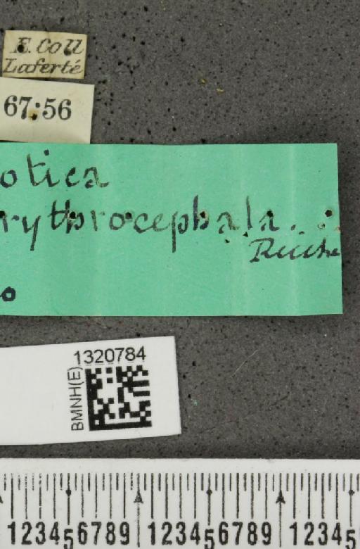 Acalymma cornutum (Baly, 1886) - BMNHE_1320784_label_21348