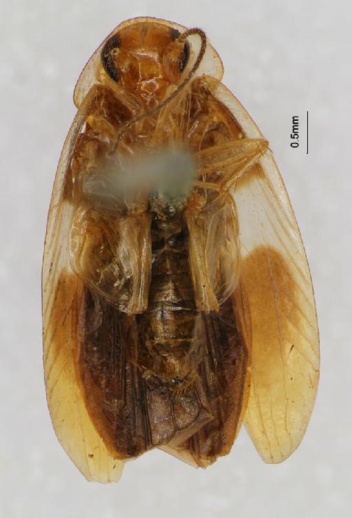 Anaplecta vittata Hanitsch, 1923 - Anaplecta vittata Hanitsch, 1923, unsexed, non type, ventral. Photographer: Aging Wang. BMNH(E)#877101