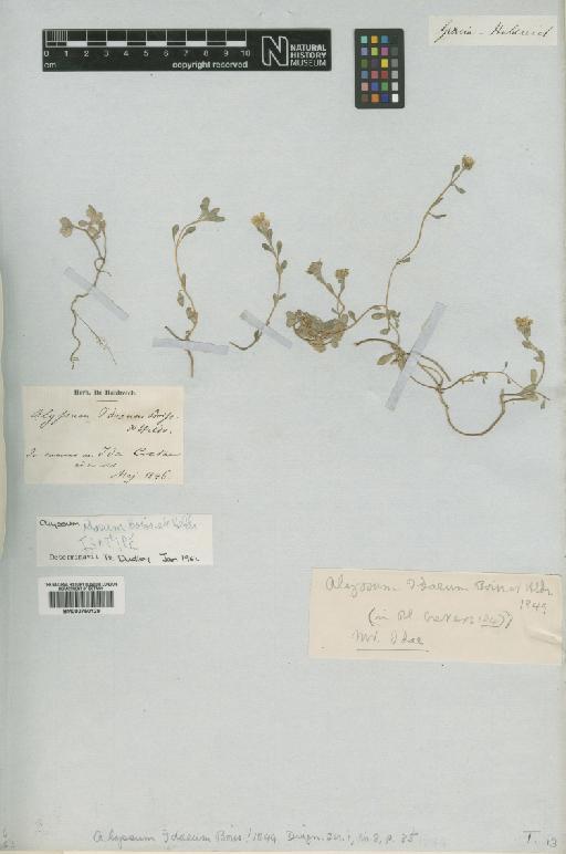 Alyssum idaeum Boiss. & Heldr. - BM000750129