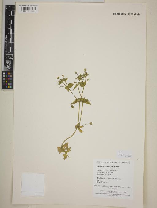 Stellaria aquatica (L.) Scop - BM013411903