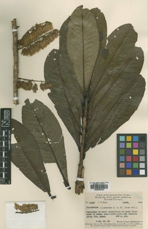 Elaeocarpus dolichostylus subsp. dolichostylus - BM000795258