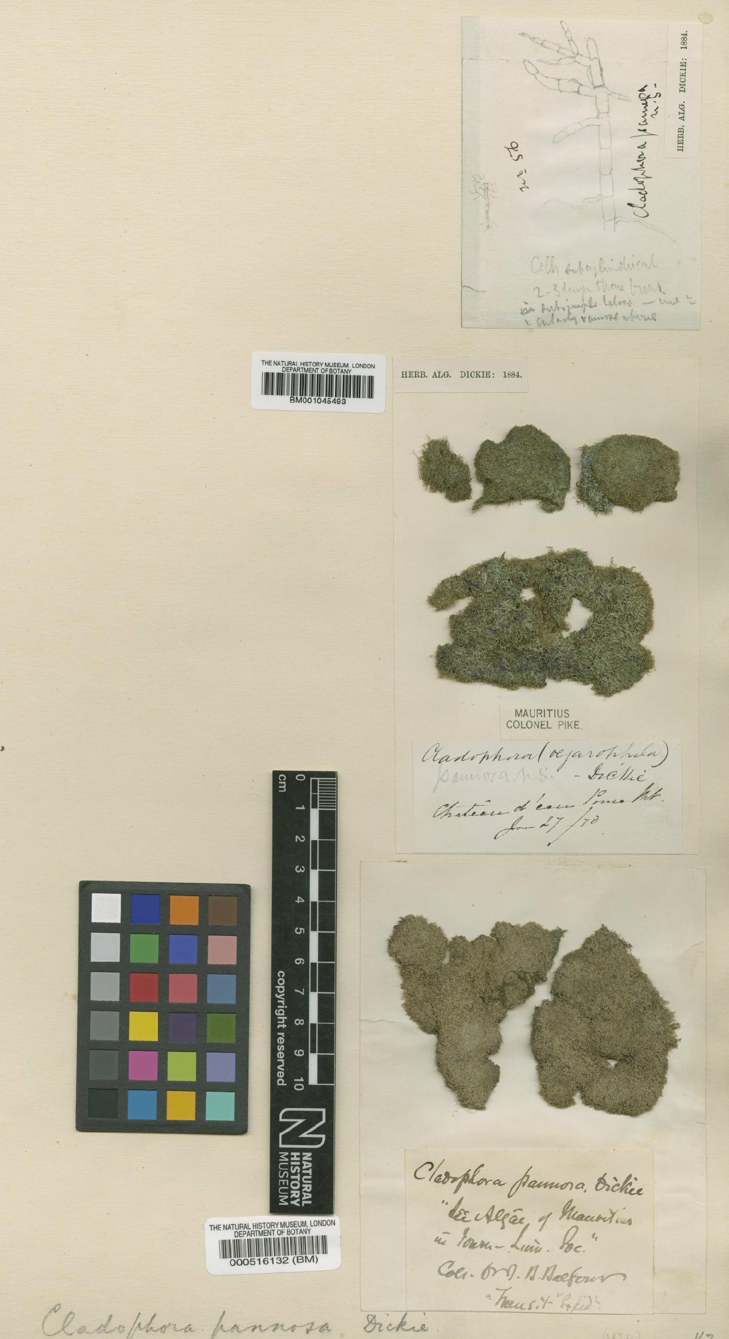 To NHMUK collection (Cladophora pannosa Dickie; TYPE; NHMUK:ecatalogue:4830468)