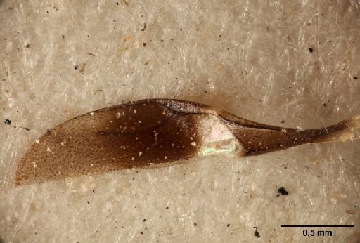Neodryinus maculicornis (Cameron, P., 1888) - 012858896_Neodryinus_maculicornis_HT_forewing (b)