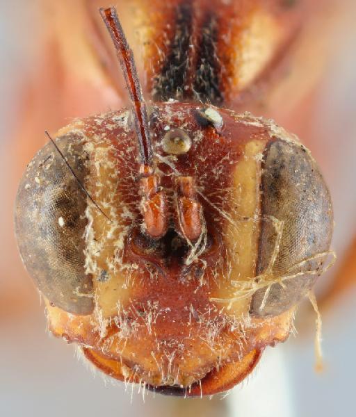 Ophiononeura flavomaculata Cameron, P., 1905 - 015213391_Ophiononeura_flavomaculata_holotype_face