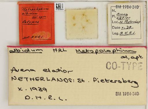 Metopolophium albidum Hille Ris Lambers, 1947 - 015439822_112694_1094989_157698_Type