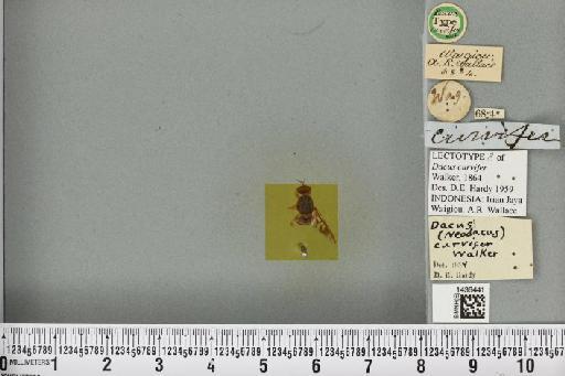 Bactrocera (Bactrocera) curvifera (Walker, 1864) - BMNHE_1436441_30540