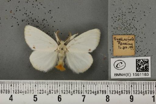 Euproctis similis (Fuessly, 1775) - BMNHE_1561183_253900