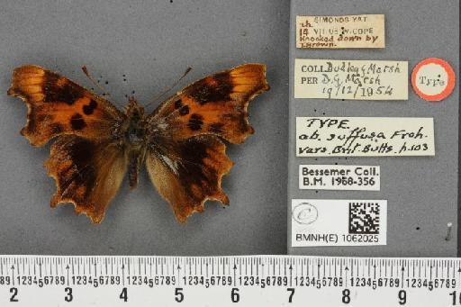 Polygonia c-album ab. suffusa Frohawk, 1938 - BMNHE_1062025_22865