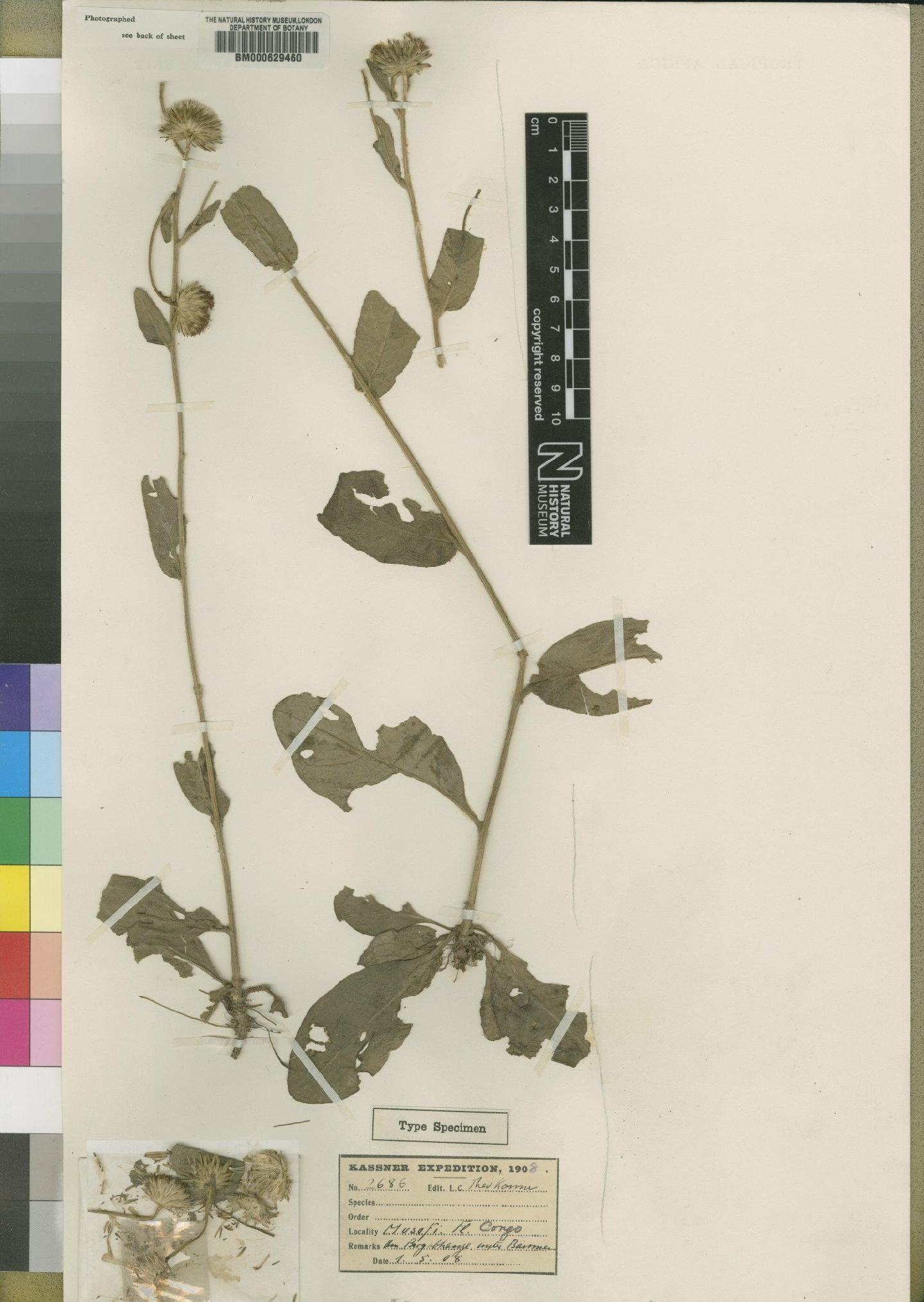 To NHMUK collection (Vernonia proclivicola Moore; Type; NHMUK:ecatalogue:4528625)
