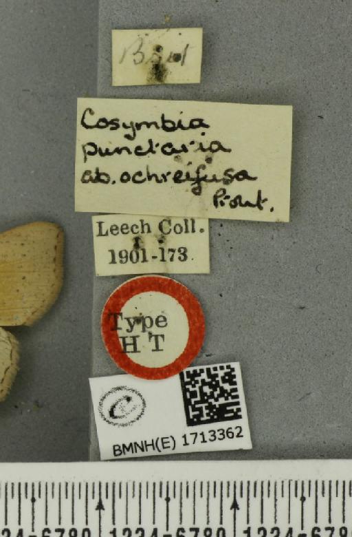 Cyclophora punctaria ab. ochreifusa Prout, 1913 - BMNHE_1713362_label_276098