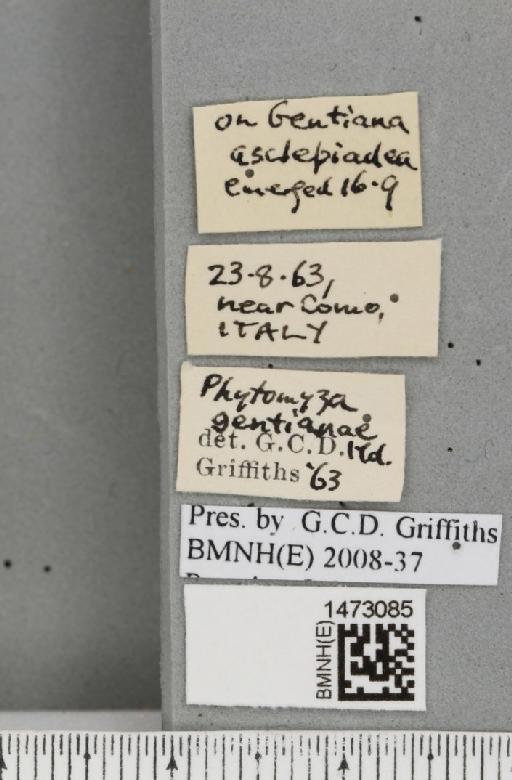 Chromatomyia gentianae (Hendel, 1920) - BMNHE_1473085_label_48359