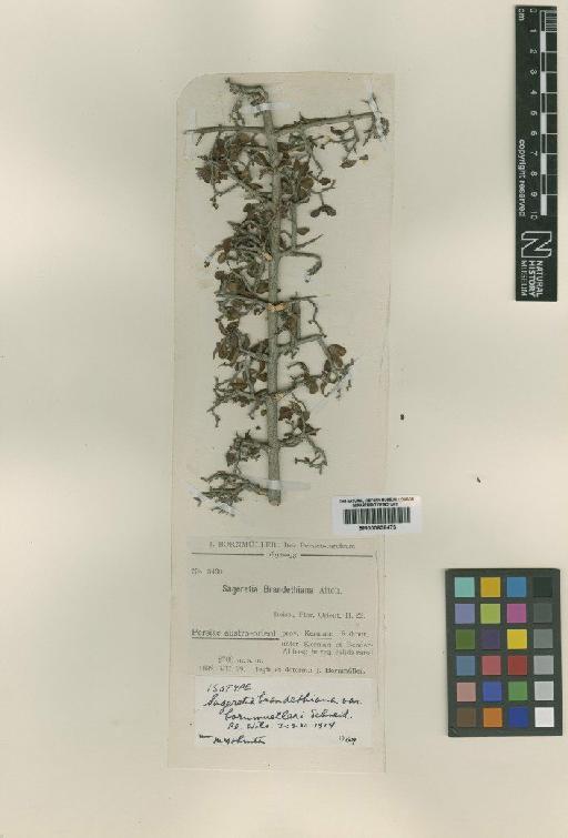 Sageretia brandethiana Aitch - BM000838473