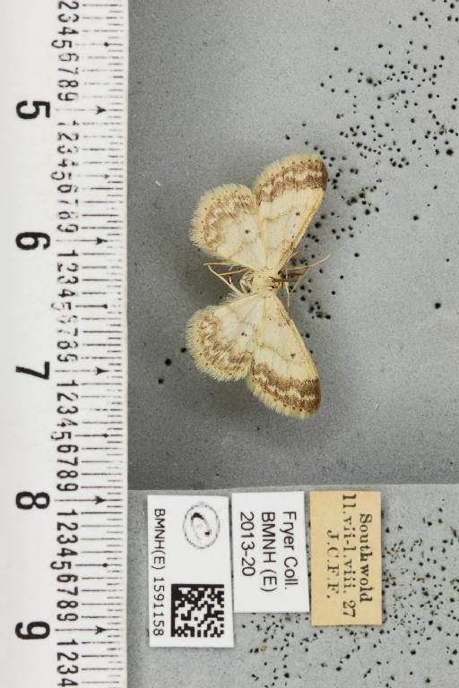 Idaea biselata (Hufnagel, 1767) - BMNHE_1591158_265880