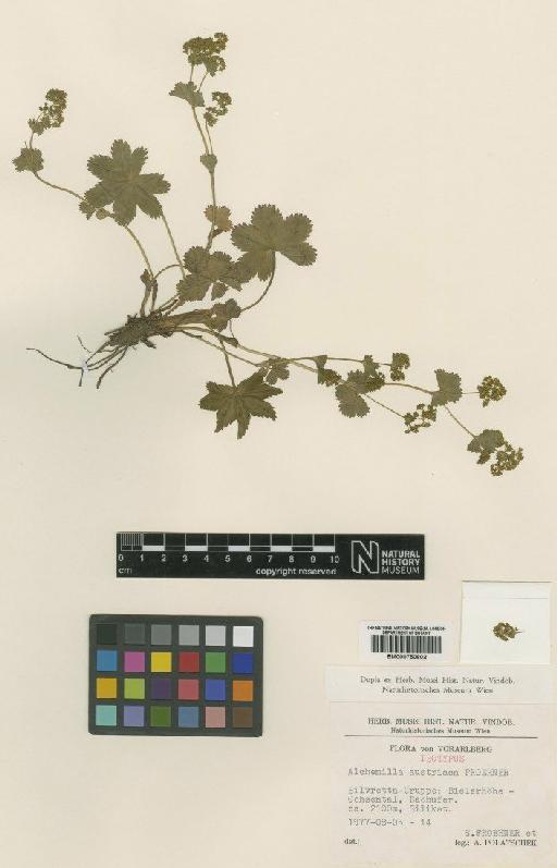 Alchemilla austriaca S.E.Fröhner & Polatschek - BM000750802