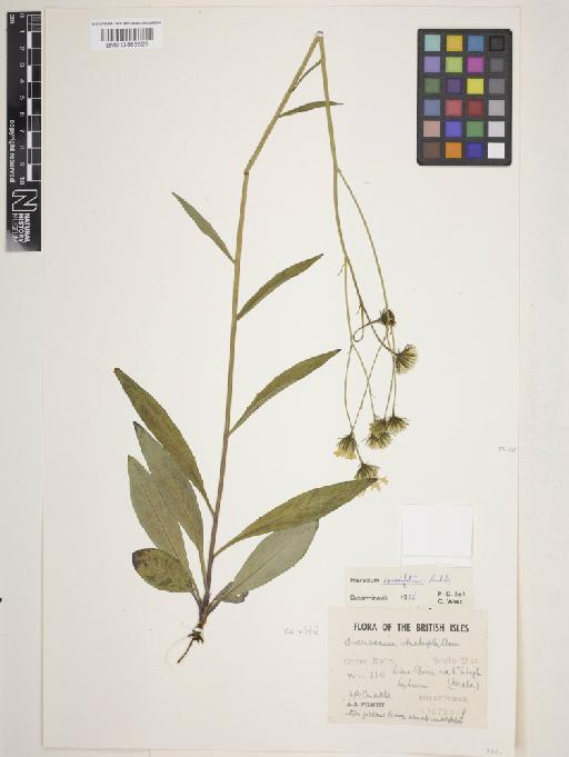Hieracium sparsifolium Lindeb. - 013863025