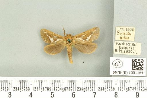 Korscheltellus lupulina ab. dacicus Caradja, 1893 - BMNHE_1351164_186274