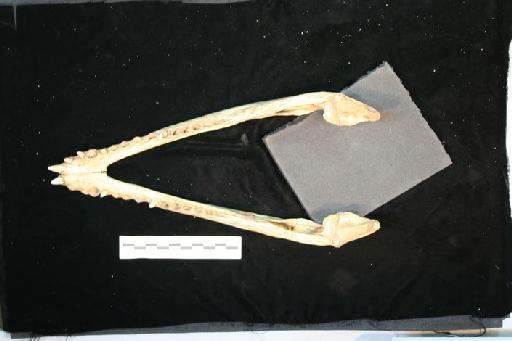 Crocodylus porosus - C_porosus_67.4.2.188(mand1)