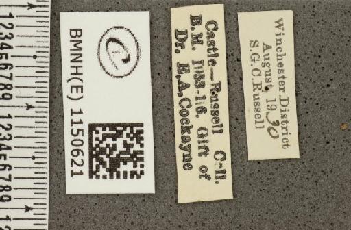 Lysandra coridon ab. caeruleopuncta Tutt, 1910 - BMNHE_1150621_label_102449