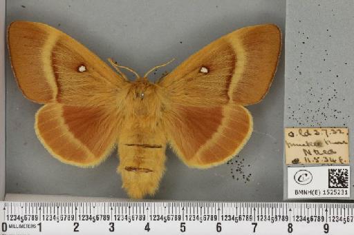 Lasiocampa quercus quercus (Linnaeus, 1758) - BMNHE_1525231_194132