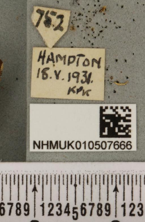 Panemeria tenebrata (Scopoli, 1763) - NHMUK_010507666_label_566544