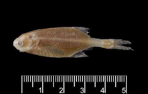 Petrocephalus catostoma (Günther, 1866) - Petrocephalus catostoma LECTOTYPE BMNH 1863.10.12.4